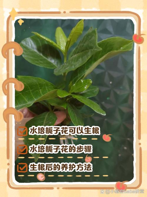 栀子花扦插步骤，栀子花扦插步骤图解？-第5张图片-优品飞百科