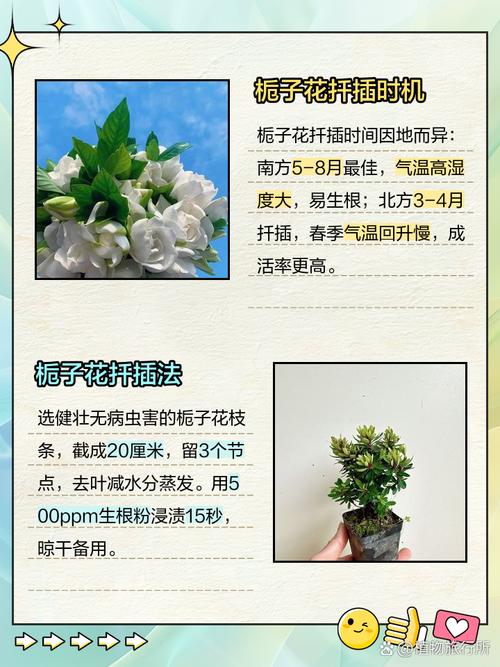 栀子花扦插步骤，栀子花扦插步骤图解？-第8张图片-优品飞百科