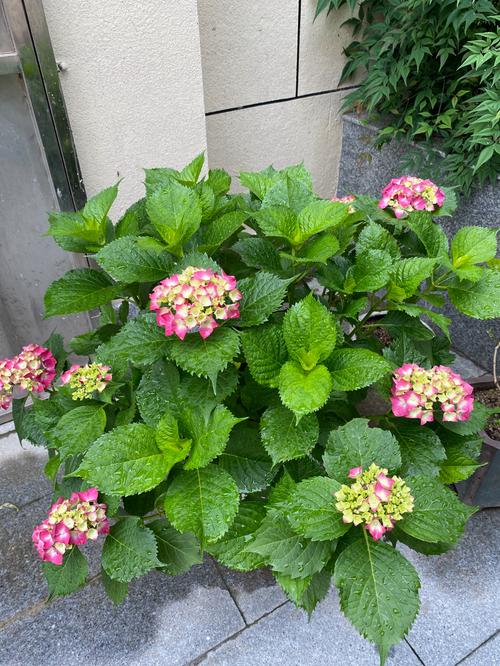 绣球花可以水培吗，绣球花为什么又叫死人花-第1张图片-优品飞百科