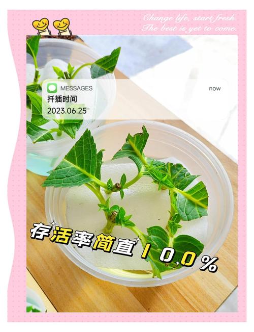 绣球花可以水培吗，绣球花为什么又叫死人花-第2张图片-优品飞百科