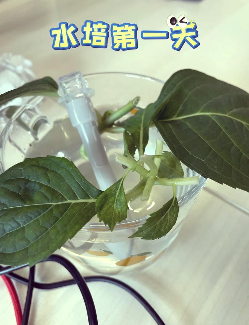 绣球花可以水培吗，绣球花为什么又叫死人花-第3张图片-优品飞百科