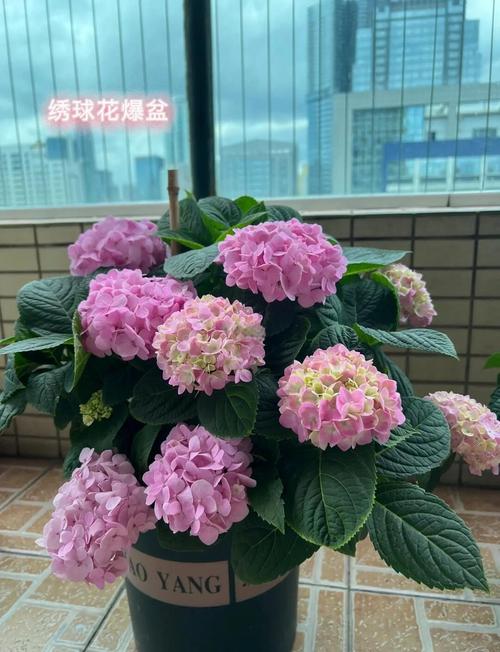 绣球花可以水培吗，绣球花为什么又叫死人花-第4张图片-优品飞百科