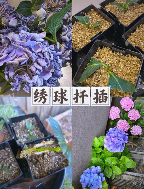 绣球花可以水培吗，绣球花为什么又叫死人花-第5张图片-优品飞百科