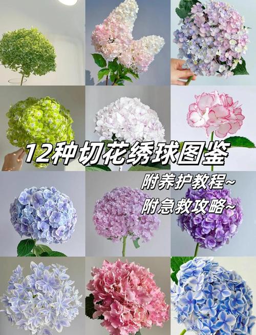 绣球花可以水培吗，绣球花为什么又叫死人花-第7张图片-优品飞百科