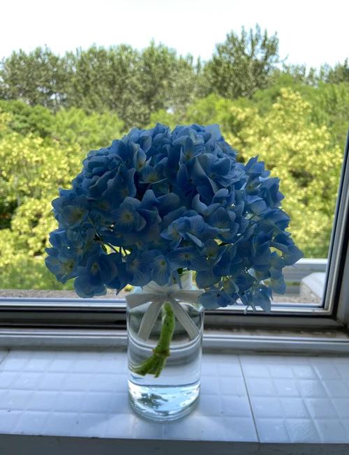 绣球花可以水培吗，绣球花为什么又叫死人花-第8张图片-优品飞百科