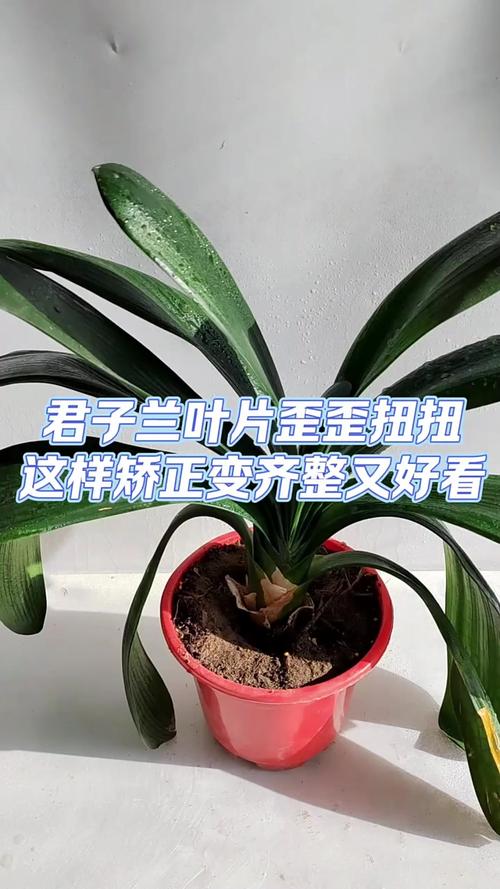 君子兰怎么整形？君子兰矫正视频？-第2张图片-优品飞百科