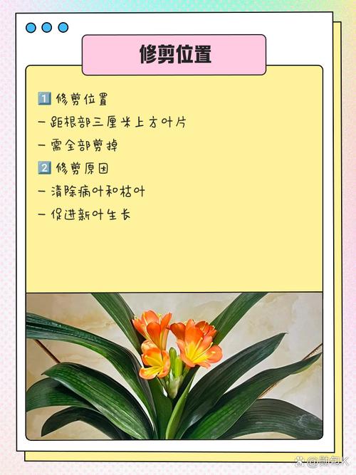 君子兰怎么整形？君子兰矫正视频？-第1张图片-优品飞百科