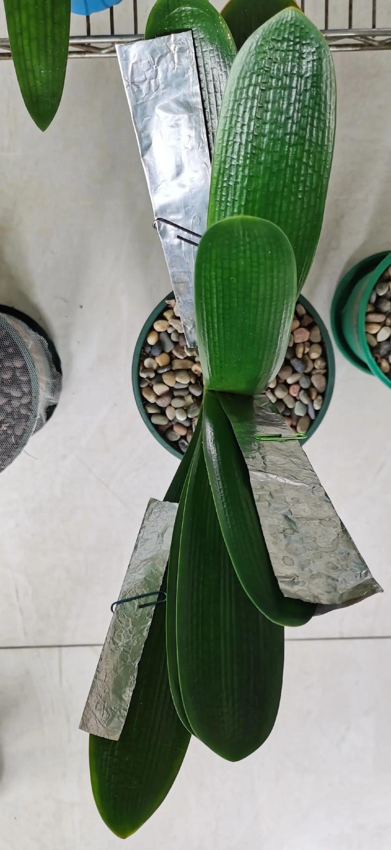 君子兰怎么整形？君子兰矫正视频？-第3张图片-优品飞百科