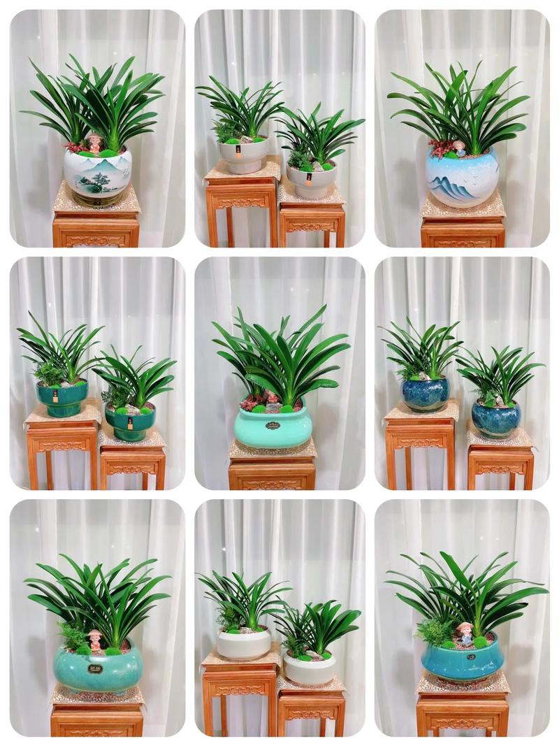 君子兰怎么整形？君子兰矫正视频？-第4张图片-优品飞百科