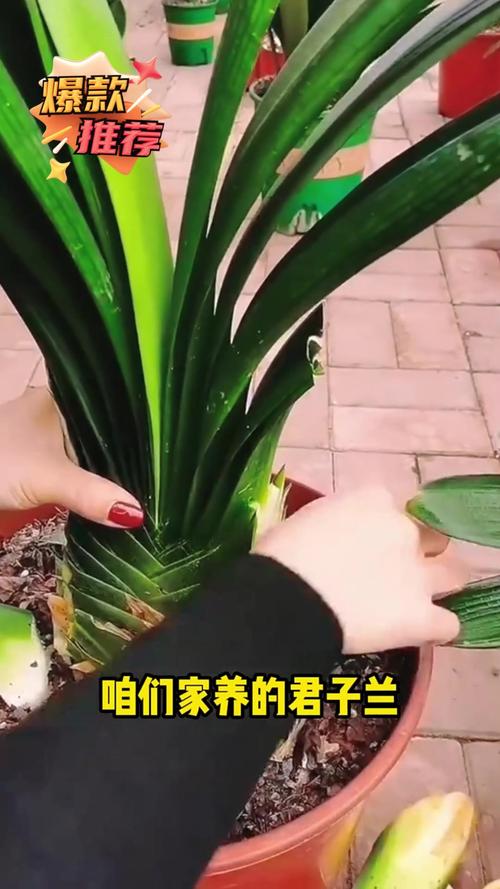 君子兰怎么整形？君子兰矫正视频？-第5张图片-优品飞百科