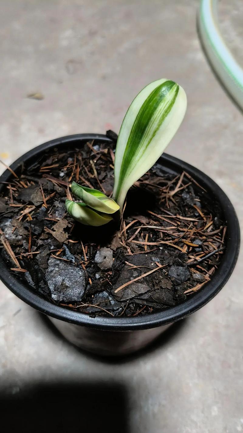 君子兰怎么整形？君子兰矫正视频？-第6张图片-优品飞百科