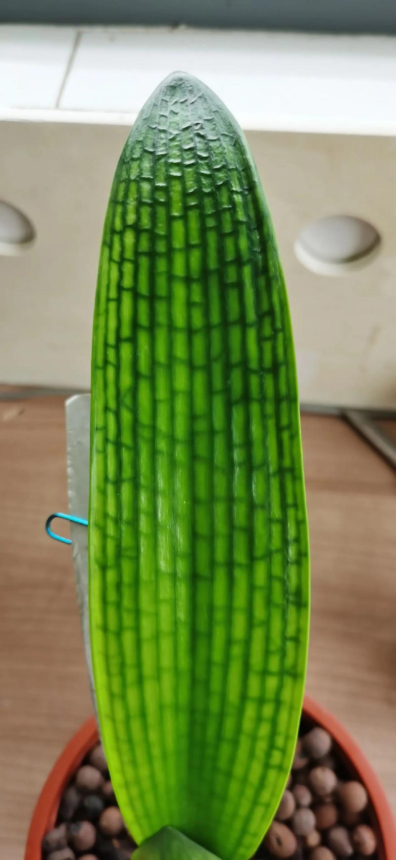 君子兰怎么整形？君子兰矫正视频？-第7张图片-优品飞百科