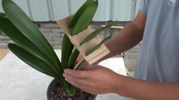 君子兰怎么整形？君子兰矫正视频？-第8张图片-优品飞百科