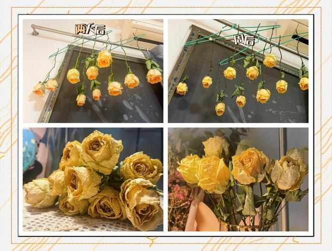 玫瑰花如何做成干花，鲜花买回来几天适合做成干花？-第2张图片-优品飞百科
