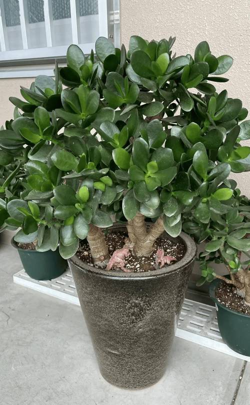 这8种花像水桶？这8种花像水桶一样？-第1张图片-优品飞百科