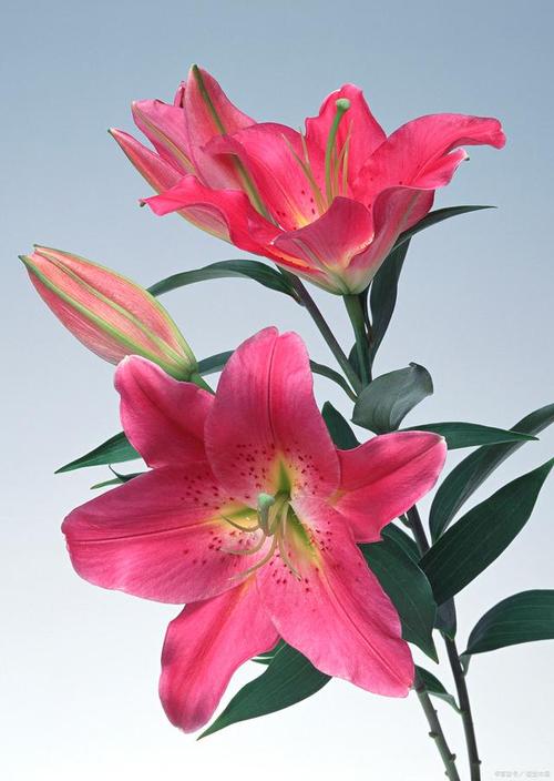 这8种花像水桶？这8种花像水桶一样？-第5张图片-优品飞百科