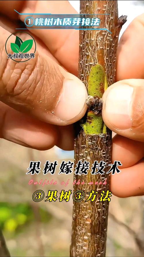 石榴嫁接的时间和方法？石榴嫁接的最佳时间？
