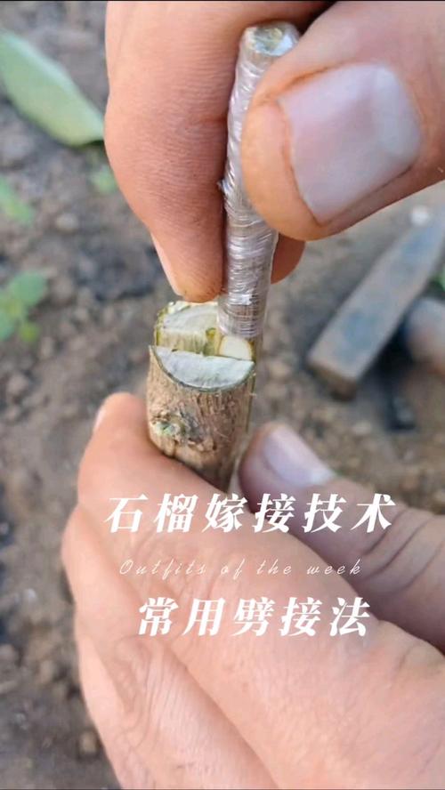 石榴嫁接的时间和方法?石榴嫁接的最佳时间?-第2张图片-优品飞百科 石榴嫁接的时间和方法?石榴嫁接的最佳时间?-第2张图片-优品飞百科
