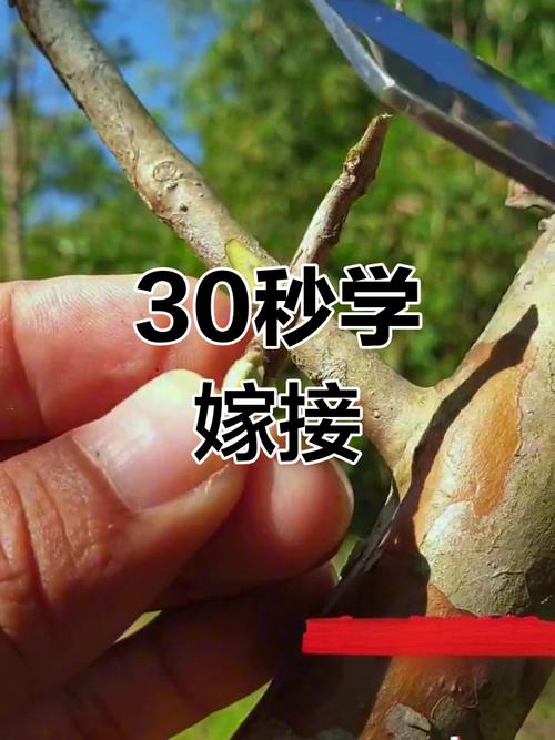 石榴嫁接的时间和方法?石榴嫁接的最佳时间?-第3张图片-优品飞百科 石榴嫁接的时间和方法?石榴嫁接的最佳时间?-第3张图片-优品飞百科