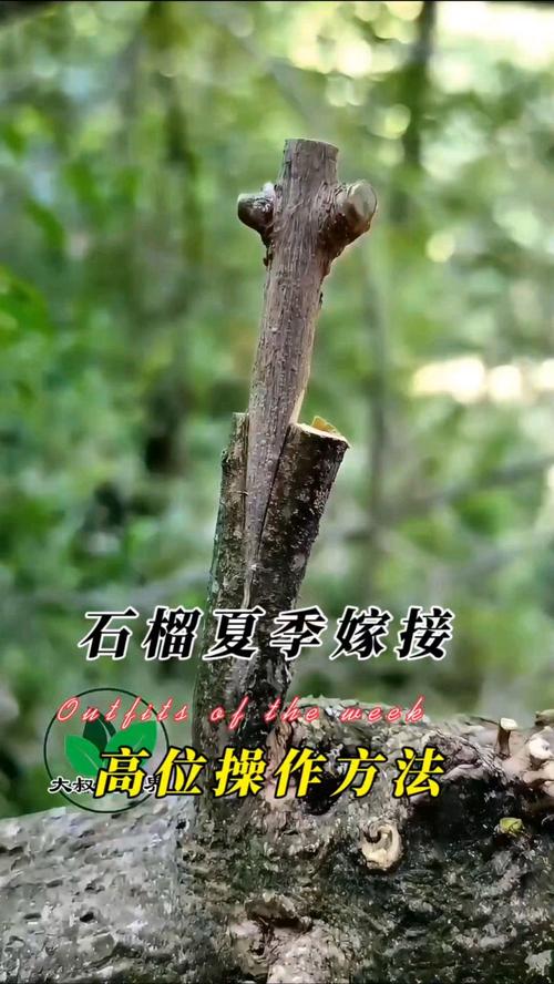 石榴嫁接的时间和方法?石榴嫁接的最佳时间?-第4张图片-优品飞百科 石榴嫁接的时间和方法?石榴嫁接的最佳时间?-第4张图片-优品飞百科