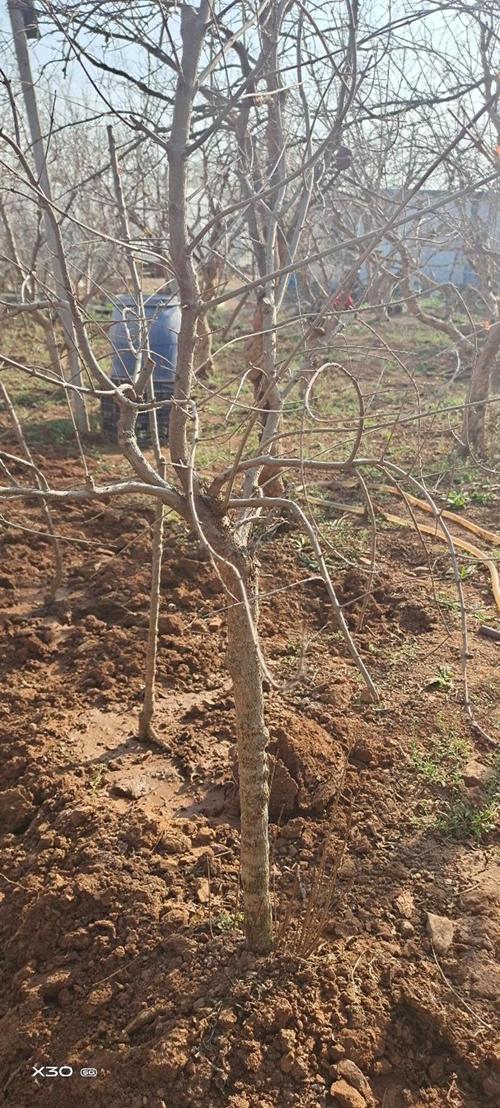 石榴嫁接的时间和方法?石榴嫁接的最佳时间?-第5张图片-优品飞百科 石榴嫁接的时间和方法?石榴嫁接的最佳时间?-第5张图片-优品飞百科