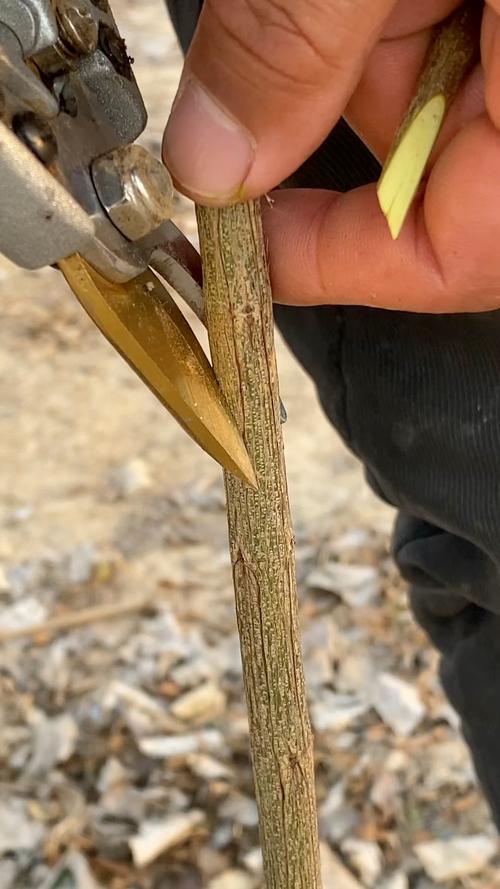 石榴嫁接的时间和方法?石榴嫁接的最佳时间?-第6张图片-优品飞百科 石榴嫁接的时间和方法?石榴嫁接的最佳时间?-第6张图片-优品飞百科