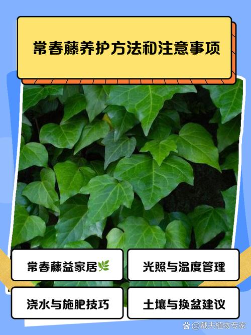 常春藤怎么养，常春藤怎么养护