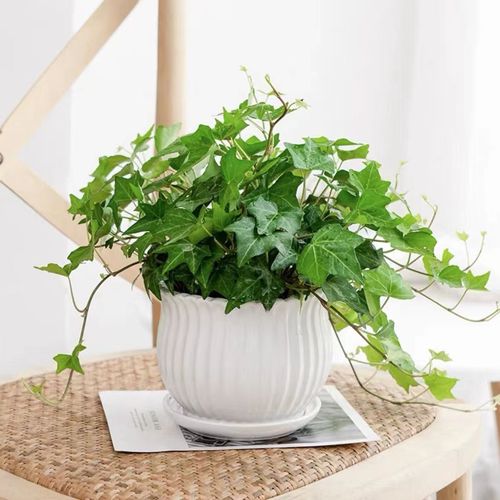 常春藤怎么养，常春藤怎么养护-第2张图片-优品飞百科