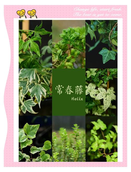 常春藤怎么养，常春藤怎么养护-第3张图片-优品飞百科