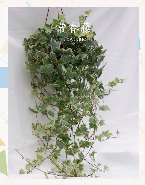 常春藤怎么养，常春藤怎么养护-第4张图片-优品飞百科