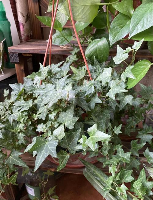 常春藤怎么养，常春藤怎么养护-第5张图片-优品飞百科