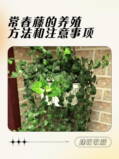 常春藤怎么养，常春藤怎么养护-第6张图片-优品飞百科
