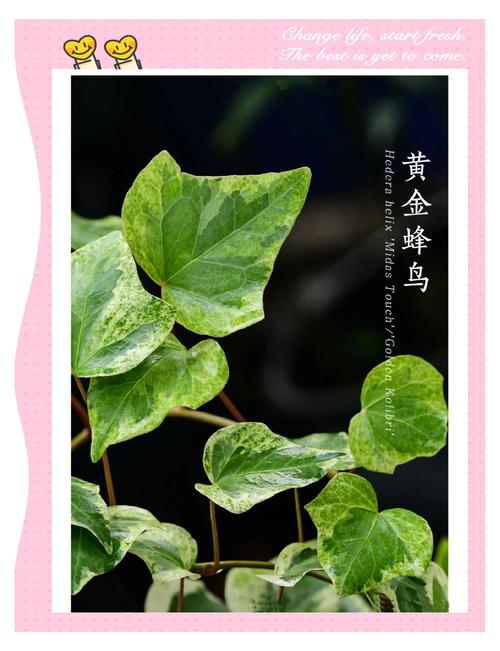 常春藤怎么养，常春藤怎么养护-第7张图片-优品飞百科