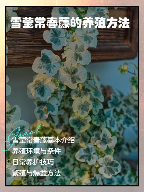 常春藤怎么养，常春藤怎么养护-第8张图片-优品飞百科