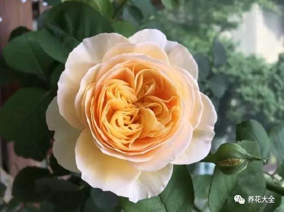 月季盆里撒点它？月季花盆里有很多小虫子？-第1张图片-优品飞百科