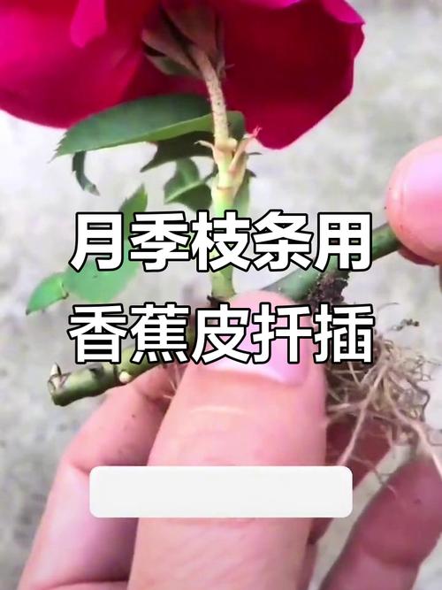 月季盆里撒点它？月季花盆里有很多小虫子？-第2张图片-优品飞百科