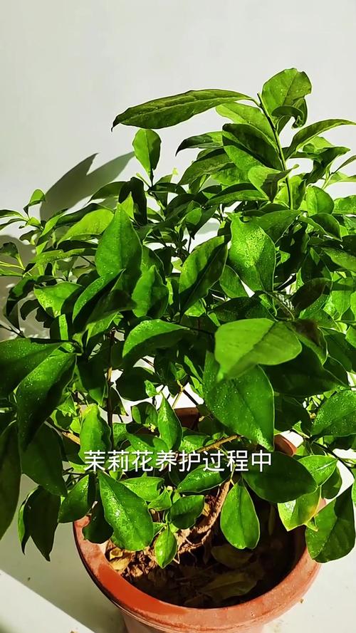 月季盆里撒点它？月季花盆里有很多小虫子？-第3张图片-优品飞百科