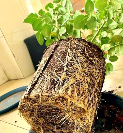 月季盆里撒点它？月季花盆里有很多小虫子？-第5张图片-优品飞百科