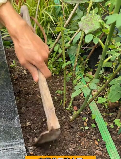 月季盆里撒点它？月季花盆里有很多小虫子？-第6张图片-优品飞百科