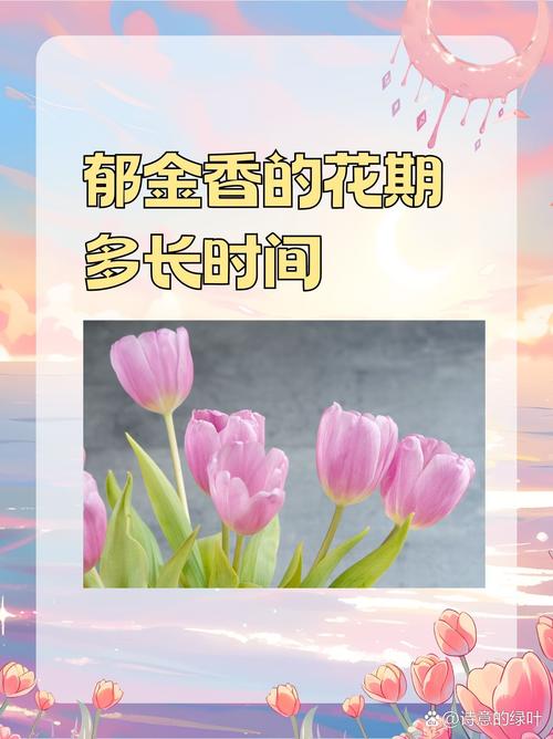 如何延长郁金香的花期，如何延长郁金香的花期?？