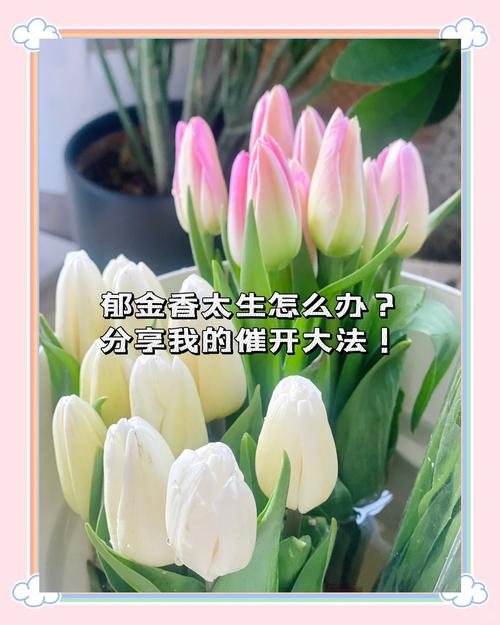 如何延长郁金香的花期，如何延长郁金香的花期?？-第3张图片-优品飞百科