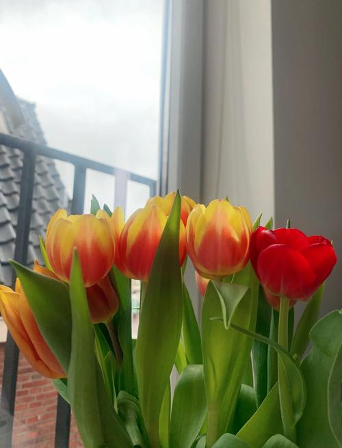 如何延长郁金香的花期，如何延长郁金香的花期?？-第4张图片-优品飞百科