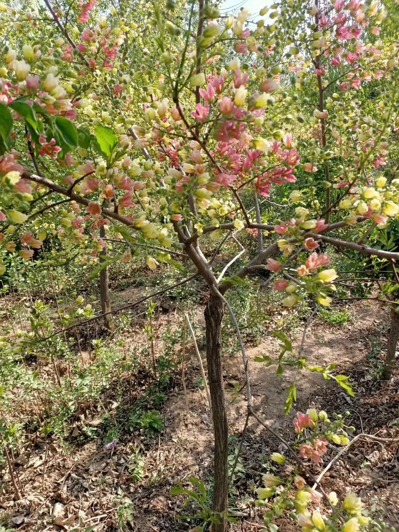 文冠果怎么盆栽，文冠果盆栽图片大全？