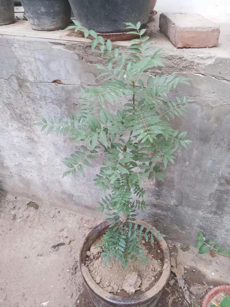 文冠果怎么盆栽，文冠果盆栽图片大全？-第2张图片-优品飞百科