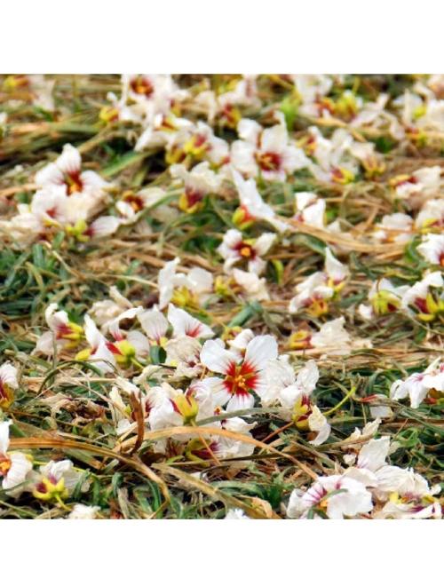 文冠果怎么盆栽，文冠果盆栽图片大全？-第3张图片-优品飞百科