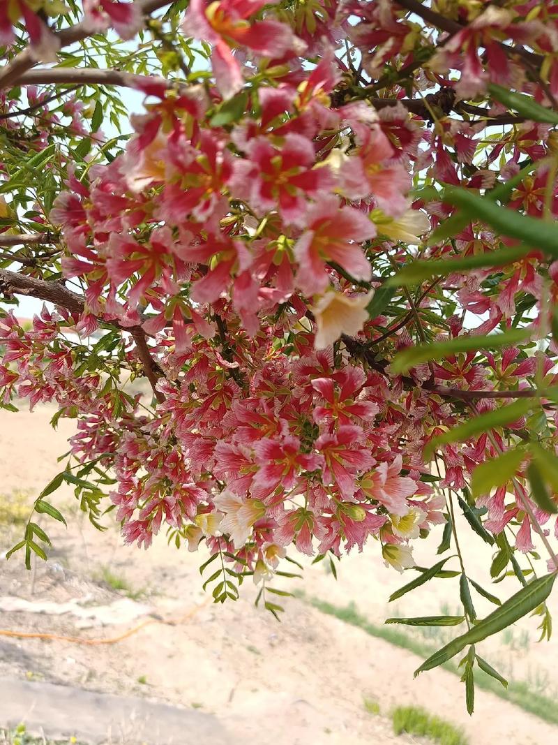 文冠果怎么盆栽，文冠果盆栽图片大全？-第5张图片-优品飞百科