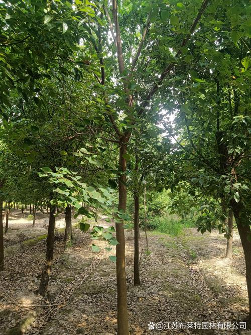 文冠果怎么盆栽，文冠果盆栽图片大全？-第4张图片-优品飞百科