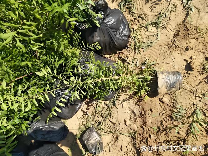 文冠果怎么盆栽，文冠果盆栽图片大全？-第7张图片-优品飞百科