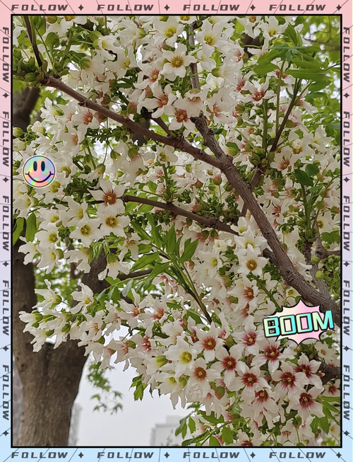 文冠果怎么盆栽，文冠果盆栽图片大全？-第8张图片-优品飞百科