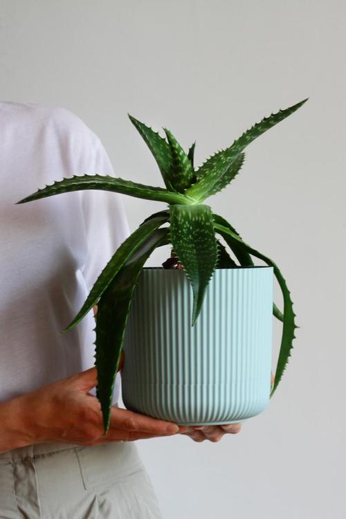 养护芦荟的注意事项，养芦荟注意什么？